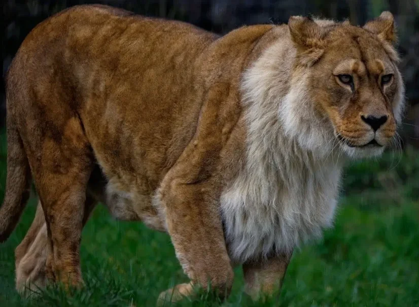 MUSEO FARAGGIANA A NOVARA: 10 HABITAT NATURALI RICOSTRUITI