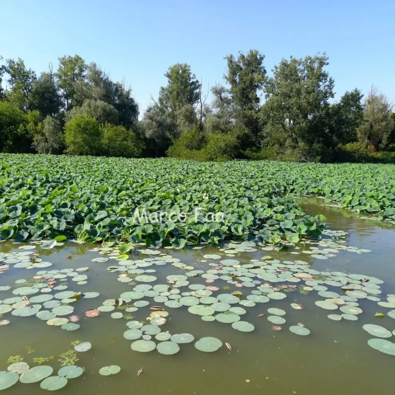 L'oasi naturalistica del Mincio e dei laghi, con la distesa di fiori di Loto e ninfee, ti farà conoscere che esiste anche una Mantova naturalistica e, ovviamente, è una delle attrazioni da visitare a Mantova!