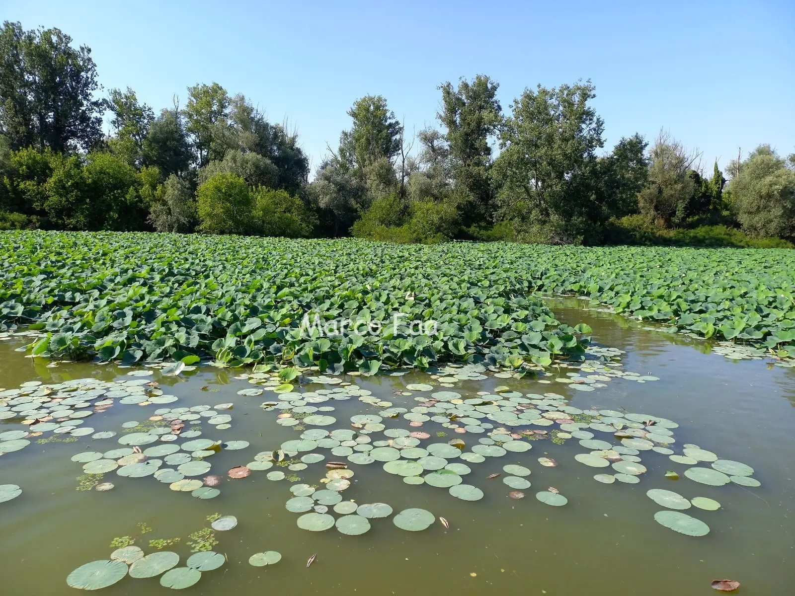 MANTOVA NATURALISTICA: I 3 LAGHI MANTOVANI